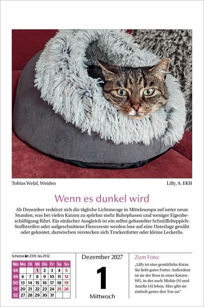 Produktbild: Katzen Tageskalender 2027