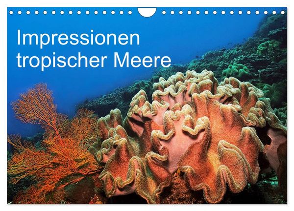 Impressionen tropischer Meere (Wandkalender 2026 DIN A4 quer), CALVENDO Monatskalender