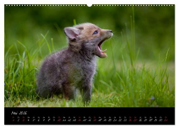 Produktbild: Rotfuchs - Impressionen (Wandkalender 2026 DIN A2 quer), CALVENDO Monatskalender