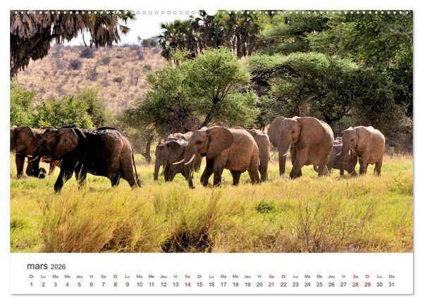 Produktbild: &Eacute;l&eacute;phants en Afrique (Calendrier mural 2026 DIN A2 vertical) calendrier de bureau