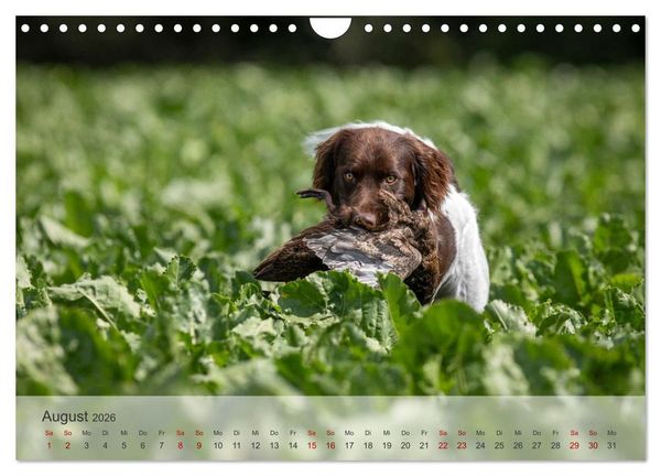 Produktbild: Treue Jagdgef&auml;hrten Der kleine M&uuml;nsterl&auml;nder (Wandkalender 2026 DIN A4 quer), CALVENDO Monatskalender