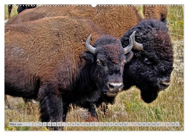 Produktbild: Bison und Wisent - Riesen mit unb&auml;ndiger Kraft (hochwertiger Premium Wandkalender 2026 DIN A2 quer), Kunstdruck in Hochglanz