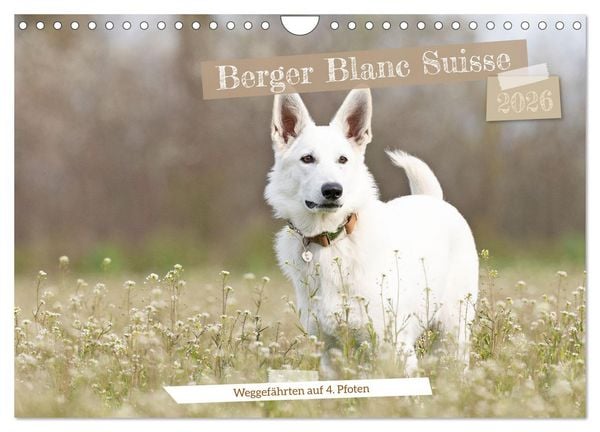 Berger Blanc Suisse - Weggefährten auf 4 Pfoten (Wandkalender 2026 DIN A4 quer), CALVENDO Monatskalender
