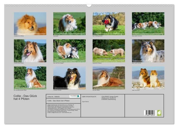 Produktbild: Collie - Das Gl&uuml;ck hat 4 Pfoten (Wandkalender 2026 DIN A2 quer), CALVENDO Monatskalender