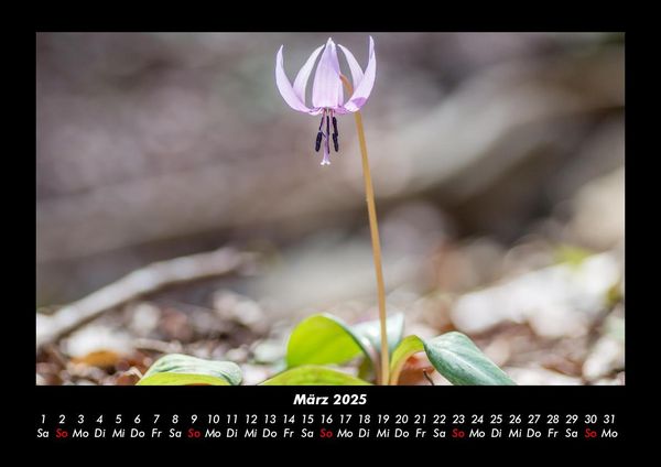 Produktbild: Blumentr&auml;ume 2025 Fotokalender DIN A3