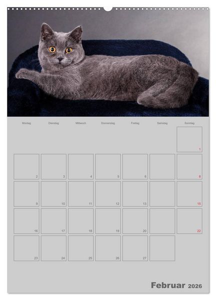 Produktbild: Britisch Kurzhaar Katzen - Planer (Wandkalender 2026 DIN A2 hoch), CALVENDO Monatskalender
