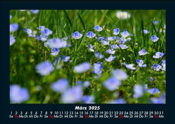 Produktbild: Blumenkalender 2025 Fotokalender DIN A5
