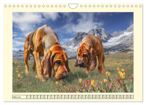 Produktbild: Bloodhound Momente. Zielstrebige Schn&uuml;ffler mit treuer Seele (Wandkalender 2026 DIN A4 quer), CALVENDO Monatskalender