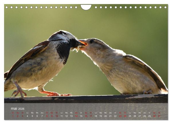 Produktbild: Oiseaux, Papillons et Libellules (Calendrier mural 2026 DIN A4 vertical), CALVENDO calendrier mensuel