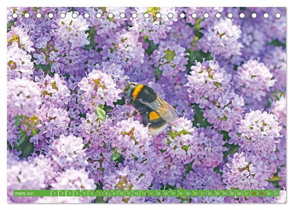 Produktbild: Fleurs du jardin aromatique (Calendrier de bureau 2027 DIN A5 vertical), CALVENDO calendrier mensuel