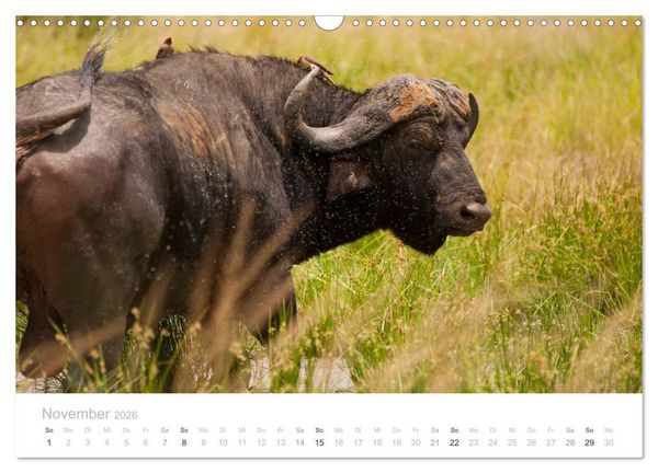 Produktbild: Tierische Gl&uuml;cksmomente mit Weisheiten (Wandkalender 2026 DIN A3 quer), CALVENDO Monatskalender