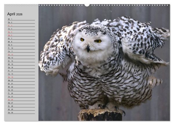 Produktbild: Eulen. Gefiederte Weisheit (hochwertiger Premium Wandkalender 2026 DIN A2 quer), Kunstdruck in Hochglanz
