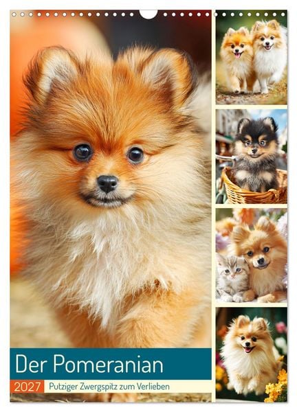 Produktbild: Der Pomeranian. Putziger Zwergspitz zum Verlieben (Wandkalender 2027 DIN A3 hoch), CALVENDO Monatskalender