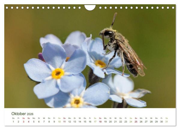 Produktbild: Wildbienen im Garten (Wandkalender 2026 DIN A4 quer), CALVENDO Monatskalender