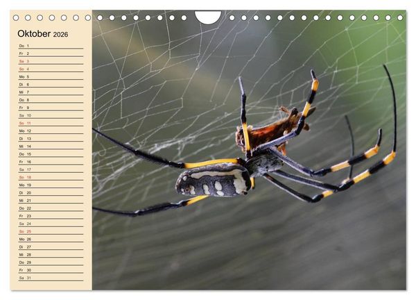 Produktbild: Faszination Spinnen (Wandkalender 2026 DIN A4 quer), CALVENDO Monatskalender