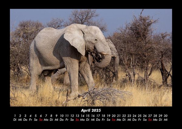 Produktbild: Elefanten 2025 Fotokalender DIN A3