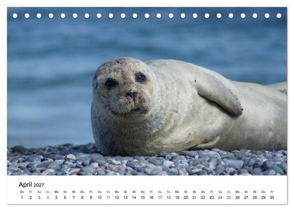 Produktbild: Das Leben der Robben (Tischkalender 2027 DIN A5 quer), CALVENDO Monatskalender