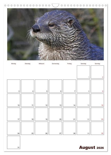 Produktbild: Der Fischotter-Terminplaner (Wandkalender 2026 DIN A3 hoch), CALVENDO Monatskalender