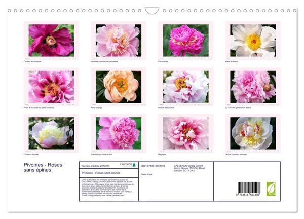Produktbild: Pivoines - Roses sans &eacute;pines (Calendrier mural 2026 DIN A3 vertical), CALVENDO calendrier mensuel