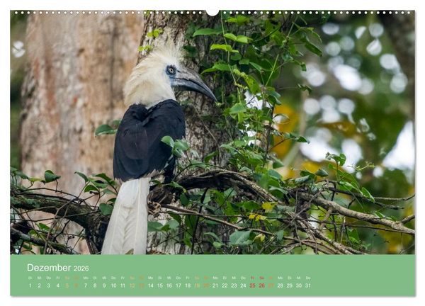 Produktbild: Zwischen Nebel und Baumriesen - V&ouml;gel Borneos (Wandkalender 2026 DIN A2 quer), CALVENDO Monatskalender