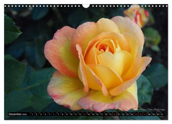 Produktbild: Edle Rosen (Wandkalender 2026 DIN A3 quer), CALVENDO Monatskalender