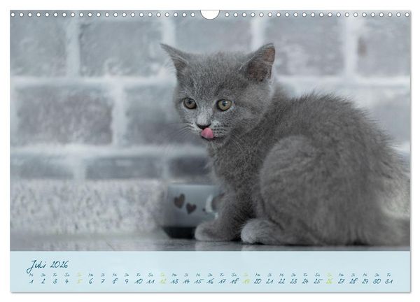Produktbild: Ein kleiner Kater entdeckt die Welt! (Wandkalender 2026 DIN A3 quer), CALVENDO Monatskalender