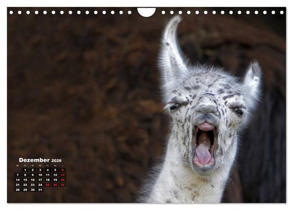 Produktbild: Kamele (Wandkalender 2026 DIN A4 quer), CALVENDO Monatskalender