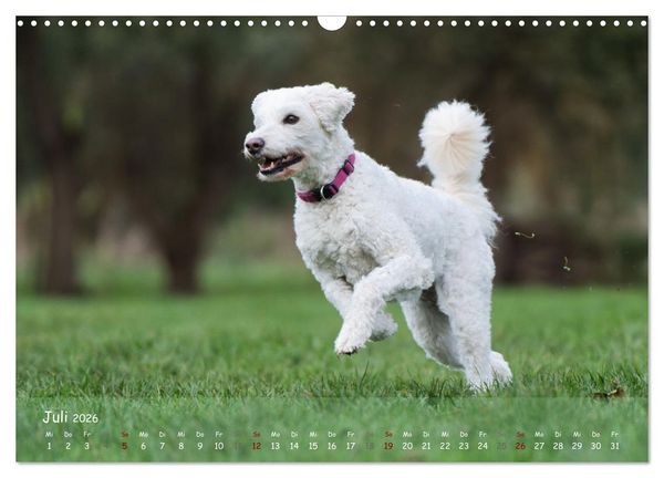 Produktbild: Fr&ouml;hliche Hunde (Wandkalender 2026 DIN A3 quer), CALVENDO Monatskalender