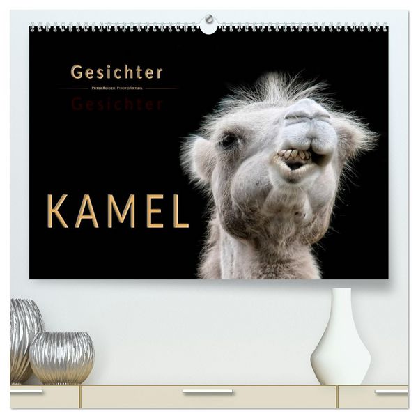 Kamel Gesichter (hochwertiger Premium Wandkalender 2026 DIN A2 quer), Kunstdruck in Hochglanz