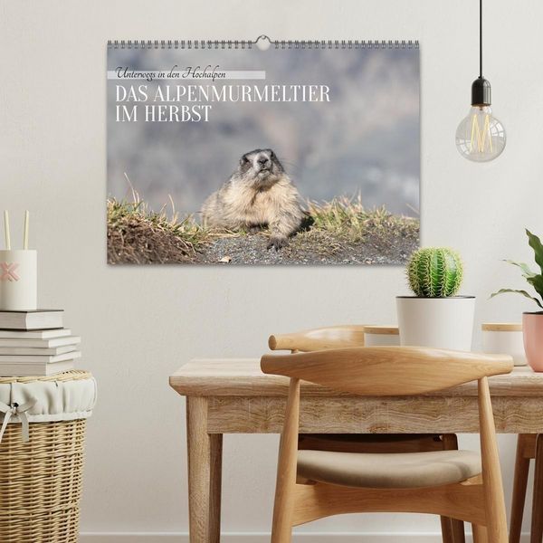 Produktbild: Unterwegs in den Hochalpen - Das Alpenmurmeltier im Herbst (Wandkalender 2026 DIN A3 quer), CALVENDO Monatskalender