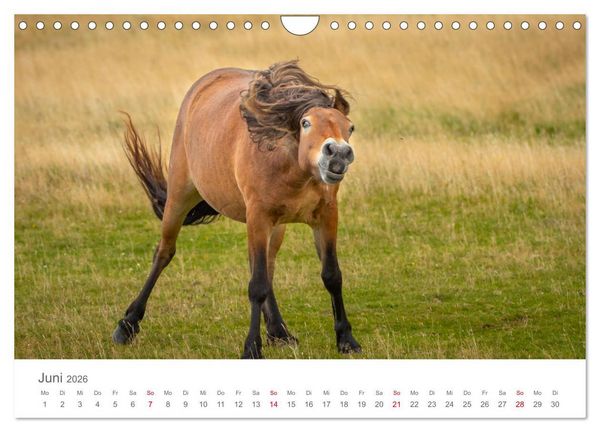 Produktbild: Exmoor Ponnys - Die letzten Ihrer Art (Wandkalender 2026 DIN A4 quer), CALVENDO Monatskalender