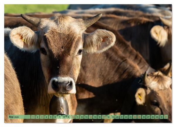Produktbild: Voll kuhl - der Kuhkalender mit K&uuml;hen aus dem Allg&auml;u (hochwertiger Premium Wandkalender 2026 DIN A2 quer), Kunstdruck in Hochglanz
