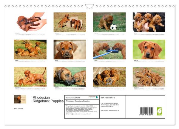 Produktbild: Rhodesian Ridgeback Puppies (Wall Calendar 2026 DIN A3 landscape), CALVENDO 12 Month Wall Calendar
