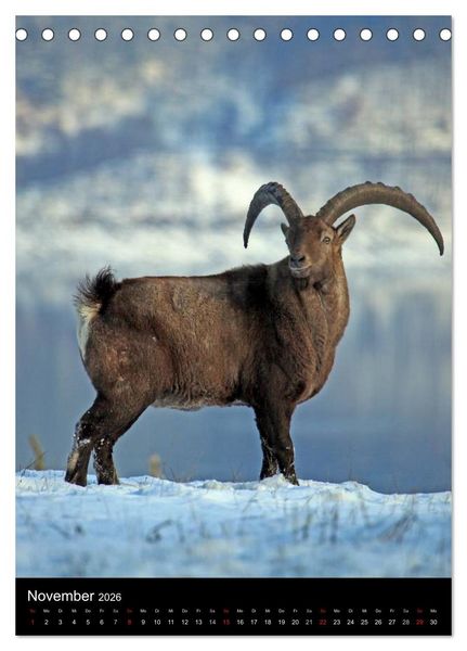 Produktbild: Wildlife 2026 (Tischkalender 2026 DIN A5 hoch), CALVENDO Monatskalender