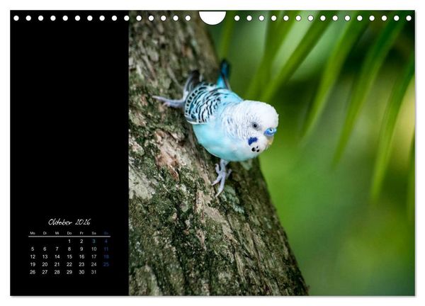 Produktbild: Malediven - dem Himmel so nah (Wandkalender 2026 DIN A4 quer), CALVENDO Monatskalender