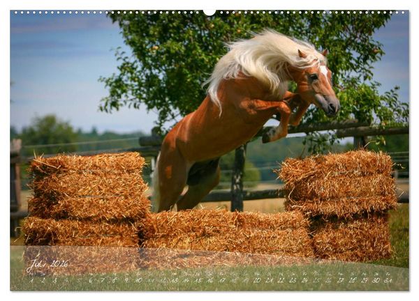 Produktbild: Haflinger-Pferde in Reinzucht (Wandkalender 2026 DIN A2 quer), CALVENDO Monatskalender