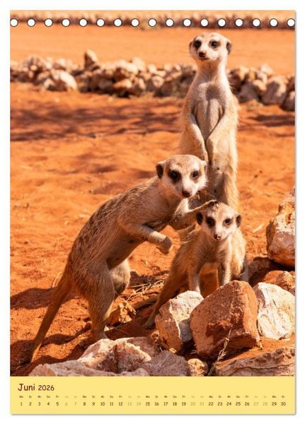 Produktbild: Erdm&auml;nnchen - Eine Kolonie in der Kalahari (Tischkalender 2026 DIN A5 hoch), CALVENDO Monatskalender