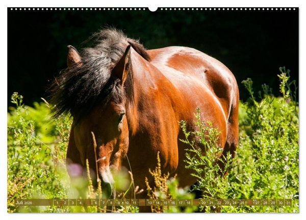 Produktbild: Kaltbl&uuml;ter - Schwere Pferde mit Charme (hochwertiger Premium Wandkalender 2026 DIN A2 quer), Kunstdruck in Hochglanz