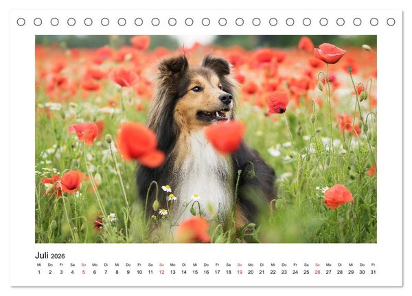 Produktbild: Herzensshelties - Shetland Sheepdogs (Tischkalender 2026 DIN A5 quer), CALVENDO Monatskalender