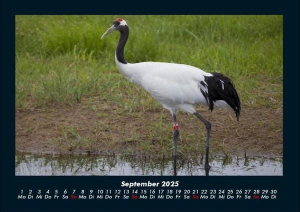 Produktbild: Welt der Tiere 2025 Fotokalender DIN A4