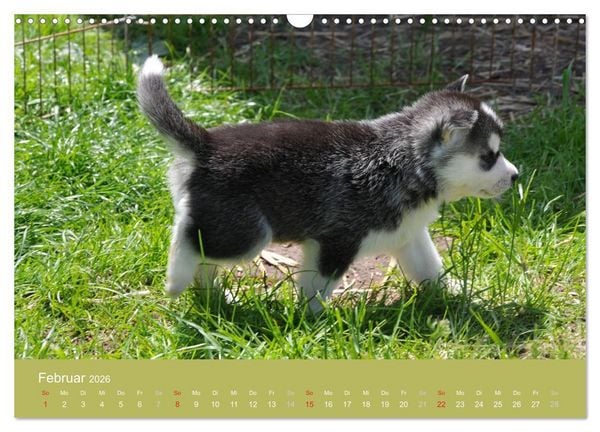 Produktbild: Husky Welpen (Wandkalender 2026 DIN A3 quer), CALVENDO Monatskalender