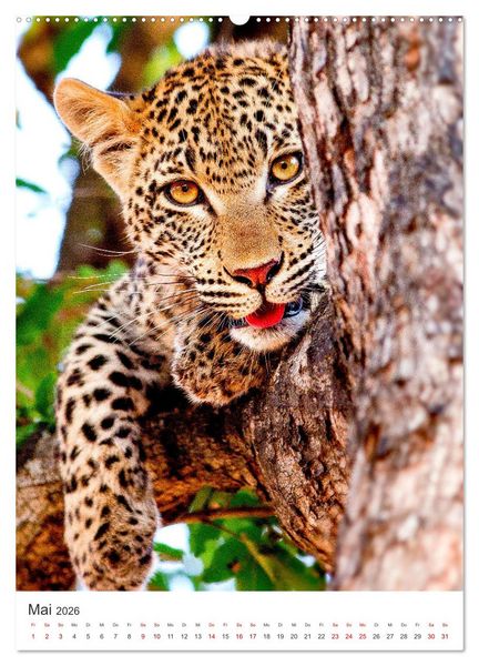 Produktbild: Leoparden - Die Beute im Visier. (hochwertiger Premium Wandkalender 2026 DIN A2 hoch), Kunstdruck in Hochglanz