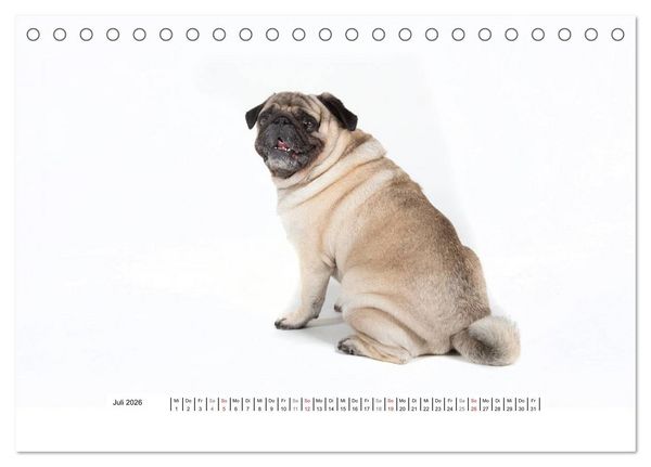 Produktbild: Mops - unwiderstehlich und charmant (Tischkalender 2026 DIN A5 quer), CALVENDO Monatskalender