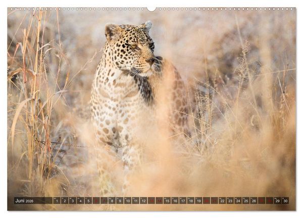 Produktbild: Safari in Tansania (Wandkalender 2026 DIN A2 quer), CALVENDO Monatskalender