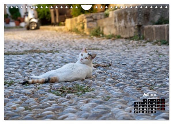 Produktbild: Katzen von Rhodos - Kleine G&ouml;tter auf vier Pfoten (Wandkalender 2026 DIN A4 quer), CALVENDO Monatskalender