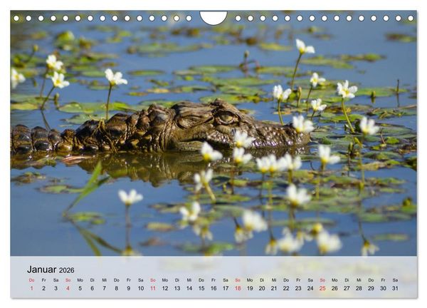 Produktbild: Gro&szlig;e Echsen. Krokodile und Alligatoren (Wandkalender 2026 DIN A4 quer), CALVENDO Monatskalender