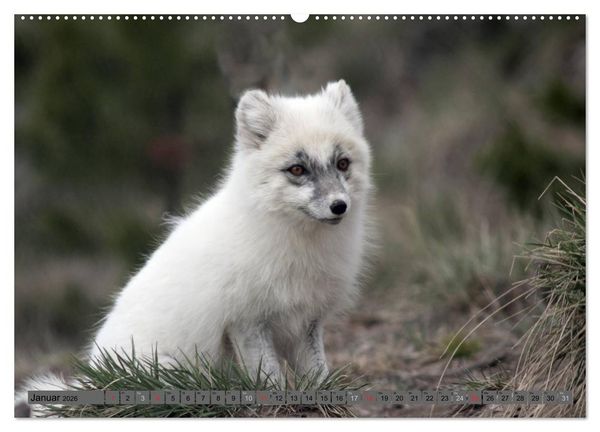 Produktbild: Wildtiere Nordamerikas (Wandkalender 2026 DIN A2 quer), CALVENDO Monatskalender
