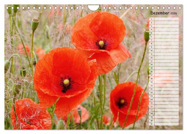 Produktbild: Klatschmohn im Feld (Wandkalender 2026 DIN A4 quer), CALVENDO Monatskalender