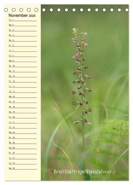 Produktbild: Wildwachsende Orchideen in Bayern (Tischkalender 2026 DIN A5 hoch), CALVENDO Monatskalender