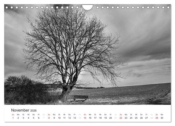 Produktbild: B&auml;ume - Natursch&ouml;nheiten in schwarz-wei&szlig; (Wandkalender 2026 DIN A4 quer), CALVENDO Monatskalender